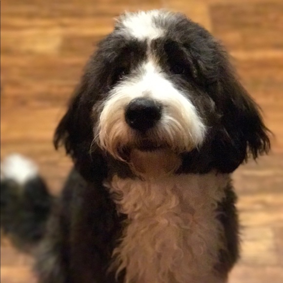 Meet your Posher, Lesley - Picture 1 of 1